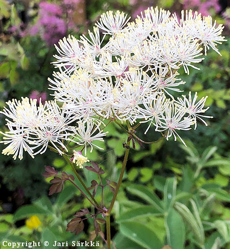 Thalictrum contortum amurinngelm